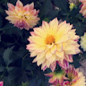 Meet your Posher, Ismini